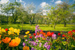 Blumen vor Streuobstgarten