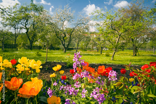 Foto: Blumen vor Streuobstgarten Blumen vor Streuobstgarten
