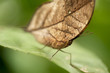 Indian Dead Leaf Butterfly