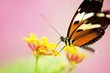 Tiger Longwing Butterfly (Heliconi Hecale)