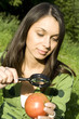 Checking the apple on the natural