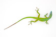 Carolina anole (Anolis carolinensis, red-throated anole)