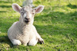 Adorable lamb