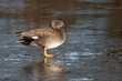 Gadwall (Anas strepera) standing on ice