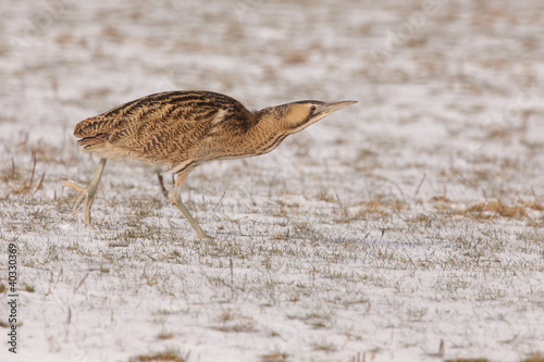Photo: Bittern sneaking in snow Bittern sneaking in snow