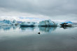 a bird floating at Jokulsarlon Glacier Lake, Iceland