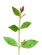Henna leaves over white background