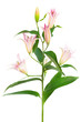 beautiful pink lily beautiful pink lily