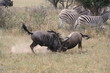 Photo: Wilderbeests, Botswana, Africa, Safari Wilderbeests, Botswana, Africa, Safari