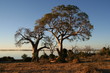 Photo: Chobe National Park, Chobe River, Botswana, Africa Chobe National Park, Chobe River, Botswana, Africa