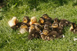 Stockentenküken, Anas platyrhynchos - Mallard duckling