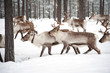 reindeer