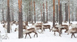 reindeer