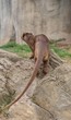 Fossa - Cryptoprocta ferox