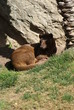 Fossa - Cryptoprocta ferox