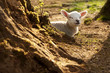 Gorgeous lamb