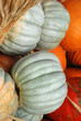 Photo: Pumpkins White and Orange with Wheat Pumpkins White and Orange with Wheat