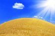 Wheat crop Wheat crop