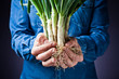 Long onions in hand