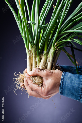 Photo: Long onions in hand Long onions in hand
