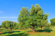 Olivenbaum Stamm - olive tree trunk 19