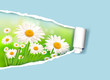 Nature background with fresh daisy and ripped paper  Vector