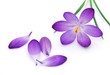 Leinwanddruck Bild - crocus