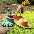 garden vegetables
