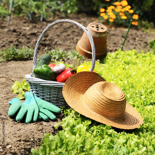 Photo: garden vegetables garden vegetables