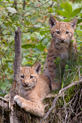 Foto: Two lynx cubs Two lynx cubs