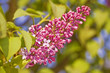 Lilas rose