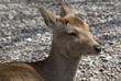Sika deer, Nara, Japan