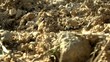 ants carrying food