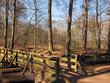 Brücke im Wald