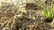 ants carrying food
