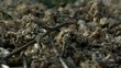 ants carrying food