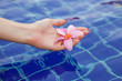 Plumeria flower in hands