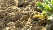 ants carrying food