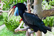 Male Hornbill on Bali, Indonesia Male Hornbill on Bali, Indonesia