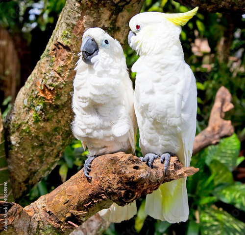 Foto: White Cockatoo Parrot in nature surrounding White Cockatoo Parrot in nature surrounding