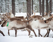 reindeer