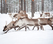 reindeer