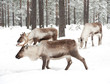 Detaily fotografie reindeer