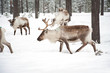 Detaily fotografie reindeer