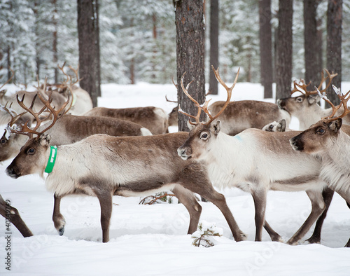Foto: reindeer reindeer