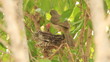 baby birds waiting for their mother to bring food