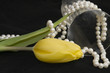 And yellow tulip
