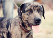 Blue Merle Lousiana Leopard dog - male Blue Merle Lousiana Leopard dog - male