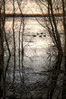 Five Canadian Geese Floating on Water