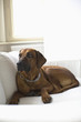 Dog lying on sofa
